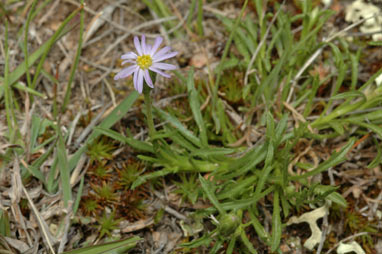 APII jpeg image of Vittadinia muelleri  © contact APII