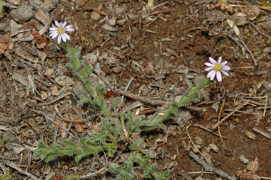 APII jpeg image of Vittadinia cuneata  © contact APII