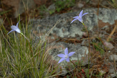 APII jpeg image of Wahlenbergia communis  © contact APII