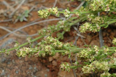 APII jpeg image of Galium gaudichaudii  © contact APII