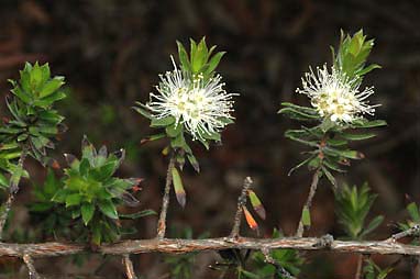 APII jpeg image of Kunzea rupestris  © contact APII