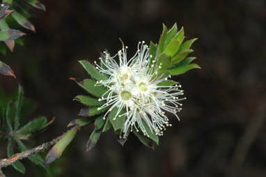 APII jpeg image of Kunzea rupestris  © contact APII