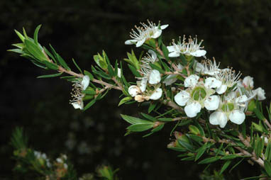 APII jpeg image of Leptospermum novae-angliae  © contact APII