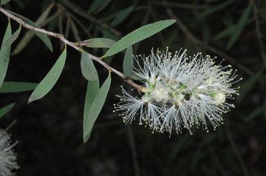 APII jpeg image of Melaleuca groveana  © contact APII