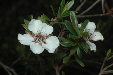 APII jpeg image of Leptospermum riparium  © contact APII