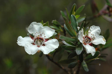 APII jpeg image of Leptospermum riparium  © contact APII