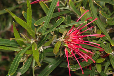 APII jpeg image of Grevillea oleoides  © contact APII