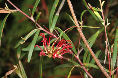 APII jpeg image of Grevillea diffusa subsp. diffusa  © contact APII