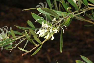 APII jpeg image of Grevillea sericea subsp. sericea  © contact APII