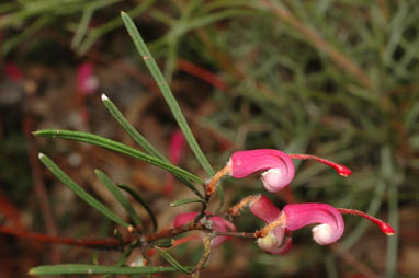 APII jpeg image of Grevillea fulgens  © contact APII