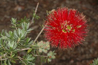 APII jpeg image of Kunzea pulchella  © contact APII