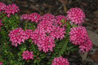 Pimelea ferruginea 'Magenta Mist'