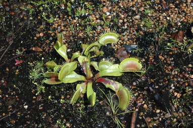 APII jpeg image of Dionaea muscipula  © contact APII