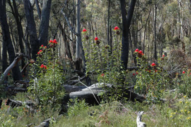 APII jpeg image of Telopea speciosissima  © contact APII