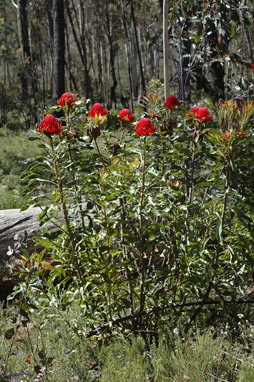 APII jpeg image of Telopea speciosissima  © contact APII