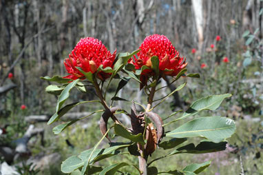 APII jpeg image of Telopea speciosissima  © contact APII