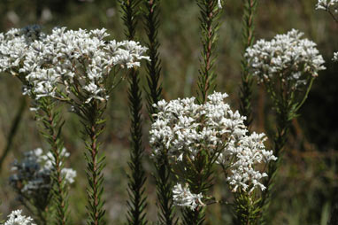 APII jpeg image of Conospermum taxifolium  © contact APII