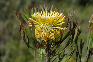 APII jpeg image of Isopogon anemonifolius  © contact APII