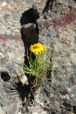 APII jpeg image of Leucochrysum graminifolium  © contact APII