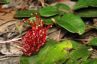 APII jpeg image of Grevillea laurifolia  © contact APII