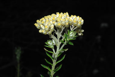 APII jpeg image of Cassinia denticulata  © contact APII