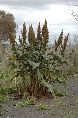 APII jpeg image of Rumex crispus  © contact APII