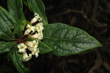 APII jpeg image of Pittosporum rubiginosum  © contact APII