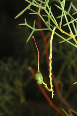 APII jpeg image of Grevillea dielsiana  © contact APII