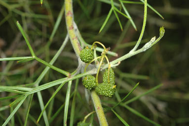 APII jpeg image of Grevillea corrugata  © contact APII