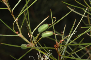 APII jpeg image of Grevillea wiradjuri  © contact APII