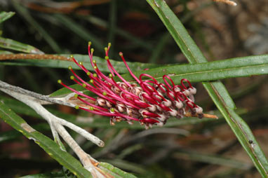 APII jpeg image of Grevillea aspleniifolia  © contact APII