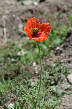 APII jpeg image of Papaver dubium  © contact APII