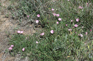 APII jpeg image of Convolvulus arvensis  © contact APII