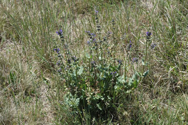 APII jpeg image of Salvia verbenaca  © contact APII