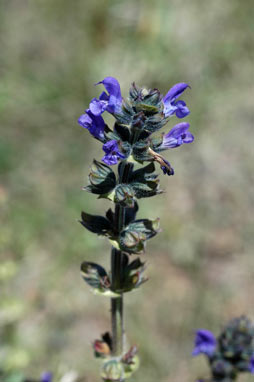 APII jpeg image of Salvia verbenaca  © contact APII