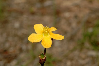 APII jpeg image of Hypericum gramineum  © contact APII