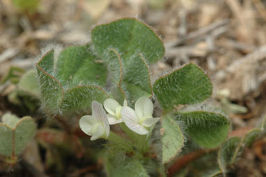 APII jpeg image of Trifolium subterraneum  © contact APII