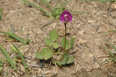 APII jpeg image of Glycine tabacina  © contact APII