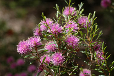 APII jpeg image of Melaleuca pentagona  © contact APII