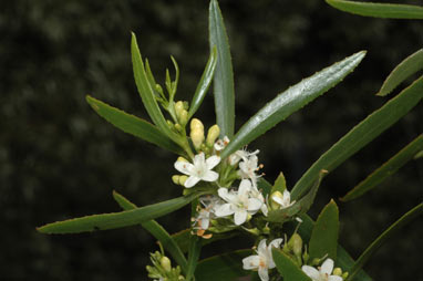 APII jpeg image of Myoporum platycarpum subsp. platycarpum  © contact APII