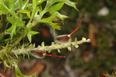 APII jpeg image of Grevillea acanthifolia subsp. acanthifolia  © contact APII