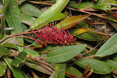 APII jpeg image of Grevillea 'Poorinda Royal Mantle'  © contact APII