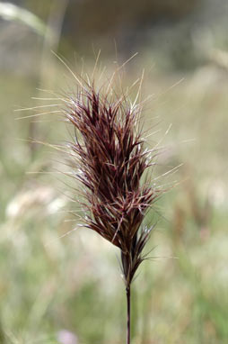 APII jpeg image of Bromus rubens  © contact APII