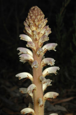 APII jpeg image of Orobanche minor  © contact APII