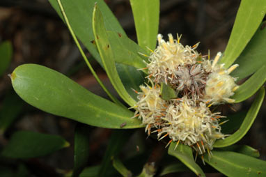 APII jpeg image of Isopogon attenuatus  © contact APII