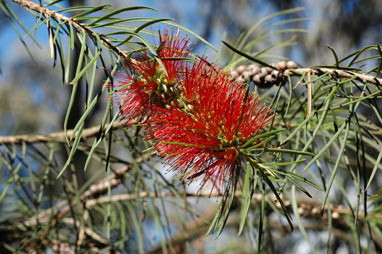 APII jpeg image of Callistemon linearis  © contact APII