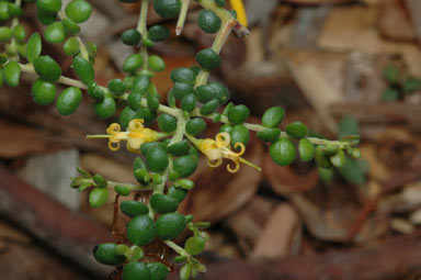 APII jpeg image of Persoonia microphylla  © contact APII