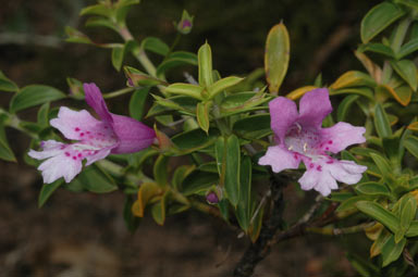 APII jpeg image of Hemiandra pungens  © contact APII