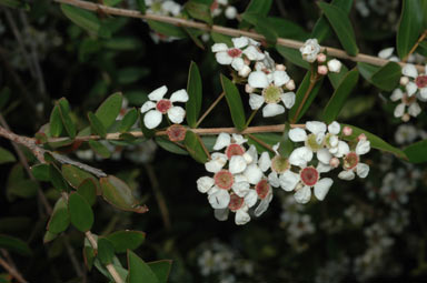 APII jpeg image of Sannantha pluriflora  © contact APII