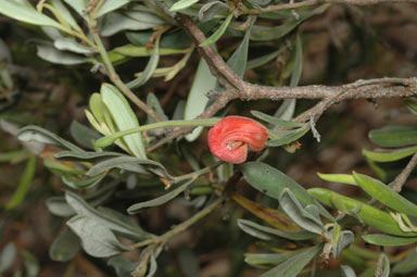 APII jpeg image of Grevillea arenaria subsp. canescens  © contact APII